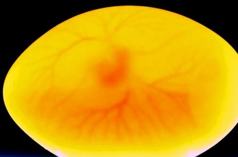 乌龟蛋能直接孵出小乌龟吗,乌龟蛋怎样才能孵出小乌龟