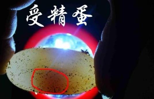 乌龟蛋能直接孵出小乌龟吗,乌龟蛋怎样才能孵出小乌龟