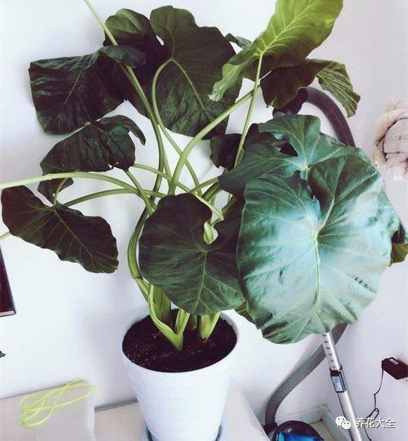 家里哪些花不能用哪些花有毒,家里的花种不好要不要换掉