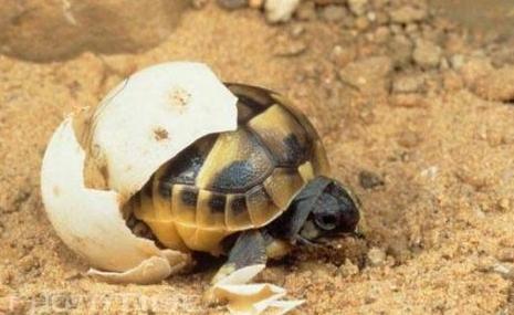 乌龟蛋能直接孵出小乌龟吗,乌龟蛋怎样才能孵出小乌龟