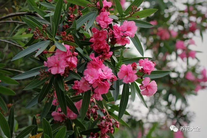 家里哪些花不能用哪些花有毒,家里的花种不好要不要换掉