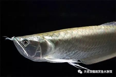 银龙鱼有病怎么治疗,银龙厌食怎么处理