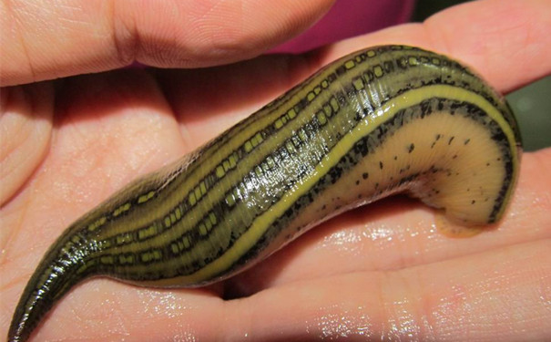 让农民闻风丧胆的五大毒物，被咬一口或将丧命，见到赶紧跑！