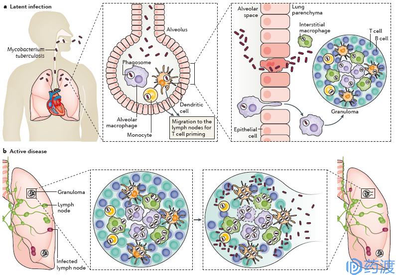 肺结核病的药物研究综述,肺结核的新药研发进展