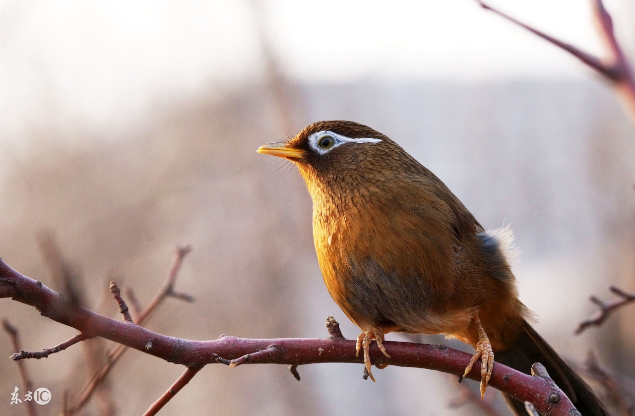 画眉咬毛怎么消除,画眉咬尾怎么治疗最快