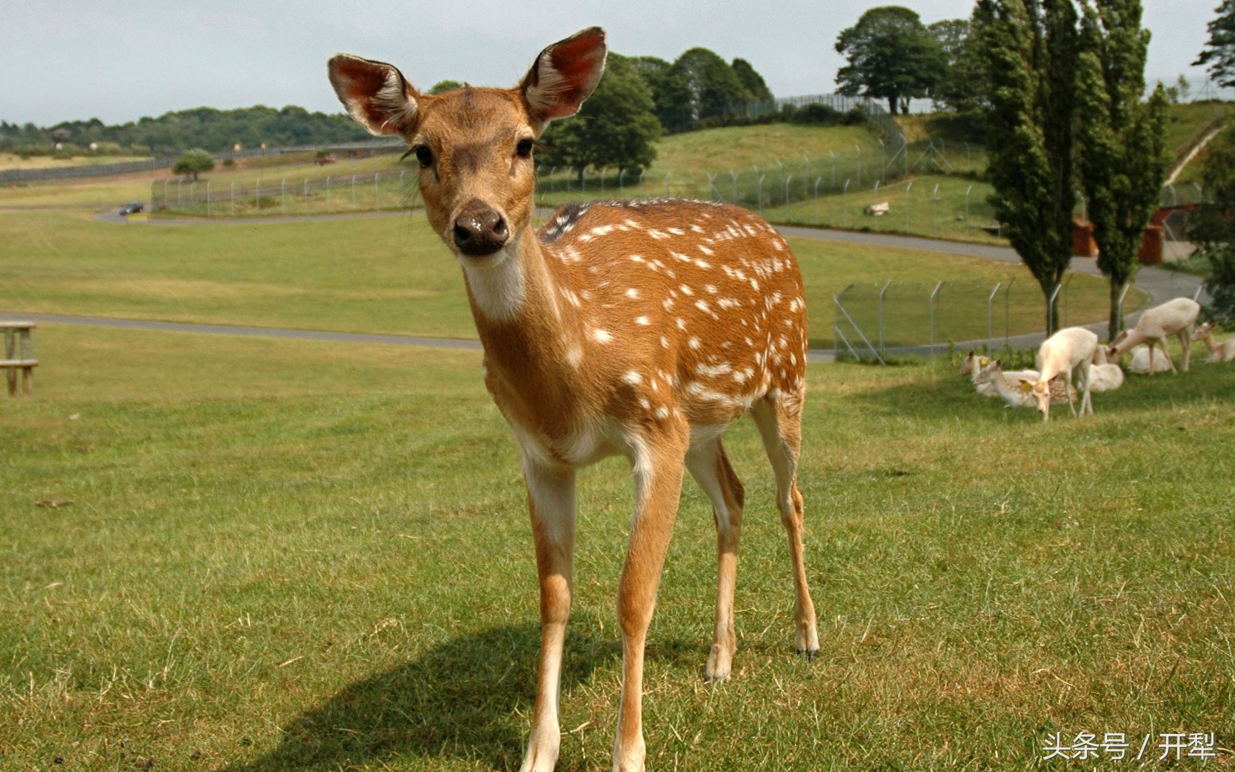 新手养鹿需要注意什么,养鹿注意什么最好