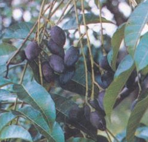 什么样的腌制水果不能吃,一种水果不能生吃