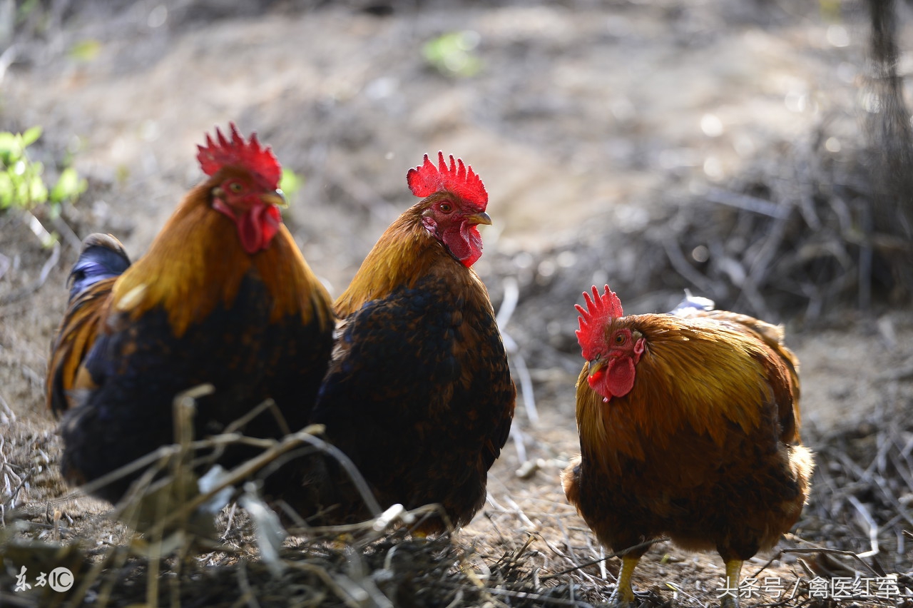 如何消除鸡啄肛,治鸡啄癖方法