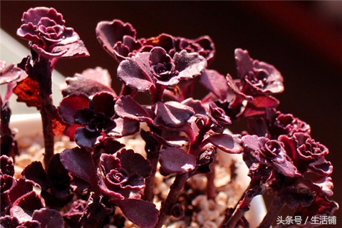 景天科1000种多肉植物图鉴,常见的景天科多肉植物的名称