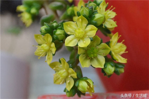 景天科1000种多肉植物图鉴,常见的景天科多肉植物的名称