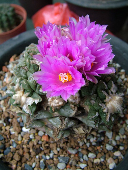 如果你能拥有任何一样东西,如果你能够拥有一栋别墅