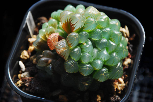 如果你能拥有任何一样东西,如果你能够拥有一栋别墅