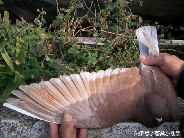 鸽子比赛怎样达到最佳状态,怎样让鸽子快速恢复体能