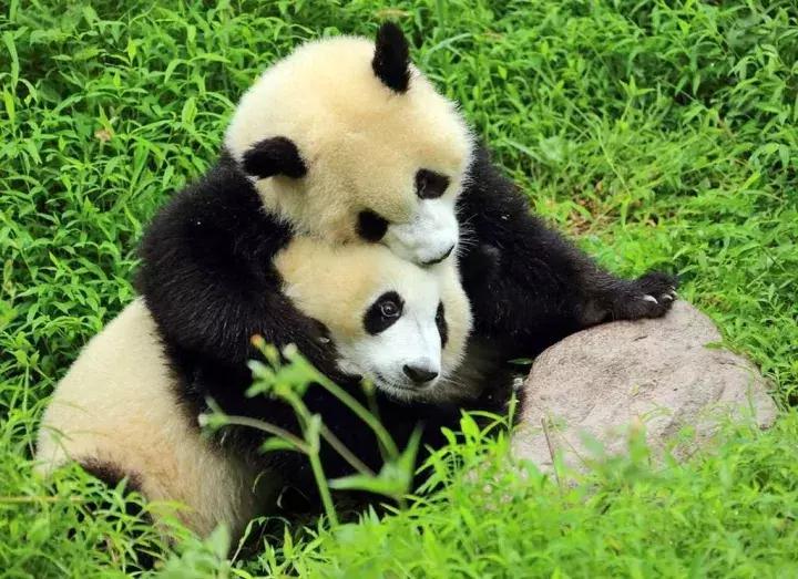 美雪哭了视频完整版,冬天的西岭雪山风景