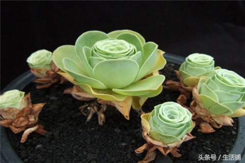 景天科1000种多肉植物图鉴,常见的景天科多肉植物的名称