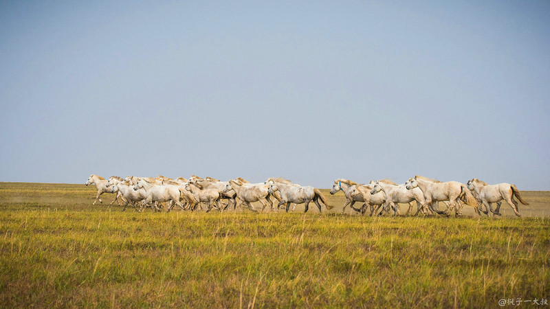 草原金秋美景图片,蓝天白云大草原的美图