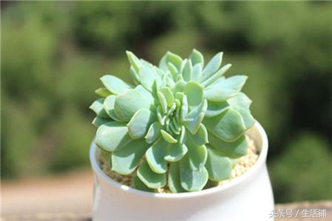 景天科1000种多肉植物图鉴,常见的景天科多肉植物的名称