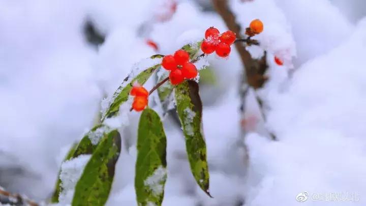 美雪哭了视频完整版,冬天的西岭雪山风景