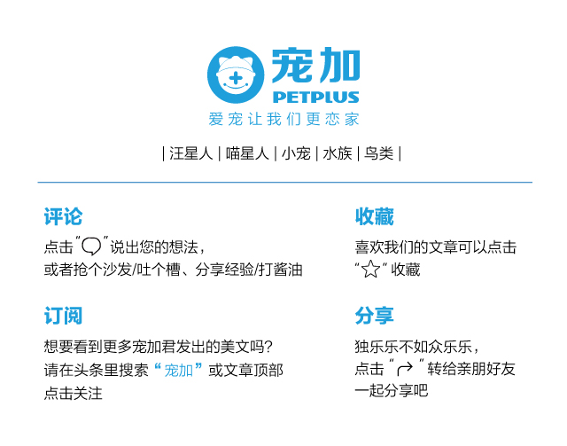 龙猫为什么不吃面包,为啥龙猫不吃营养膏