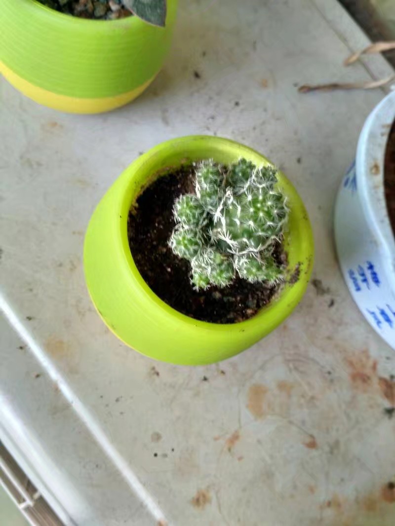 经过一个夏天活下来的多肉,一年四季都出状态的多肉