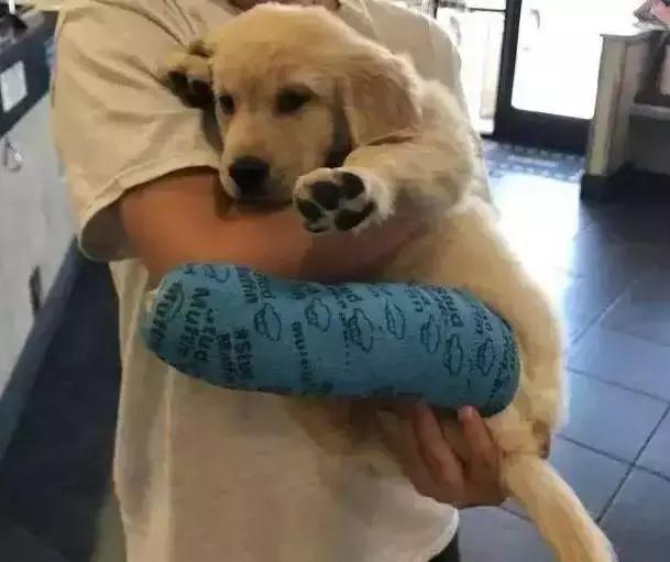 小金毛石膏,小金毛贪玩被车撞