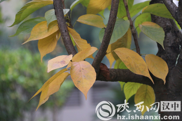 汉中堂宏广场一草一木皆是秋