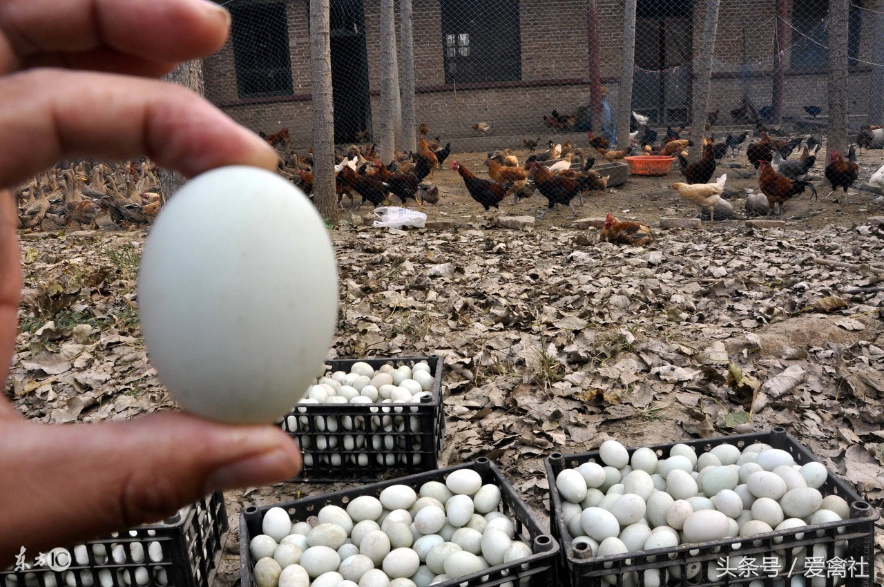 养鸭1000只蛋鸭利润和成本,新手养鸭应该养肉鸭还是蛋鸭好