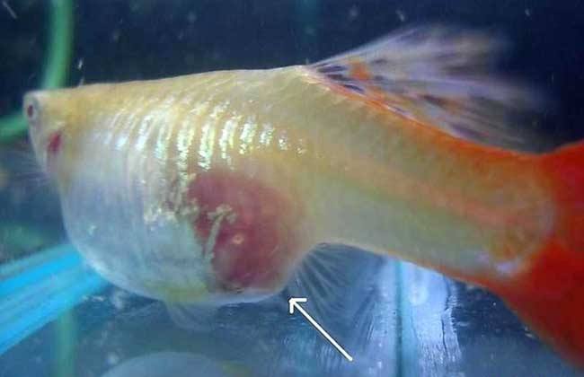 孔雀鱼的养护和繁殖方法,孔雀鱼繁殖隔离盒怎么做