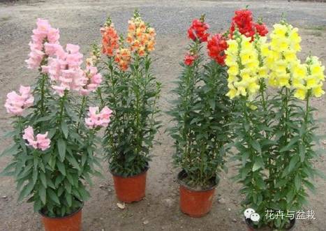 绚烂开放的金鱼草花,深紫色的金鱼草花