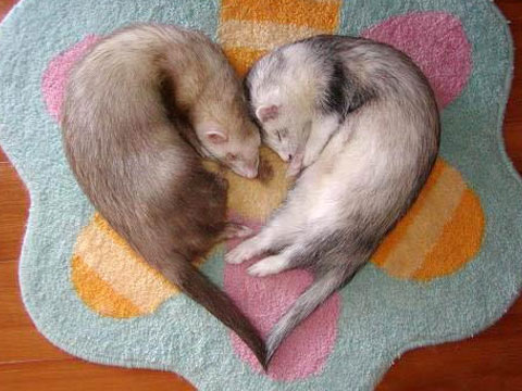 宠物貂饲养技巧与注意事项有哪些,宠物貂应该怎么来养