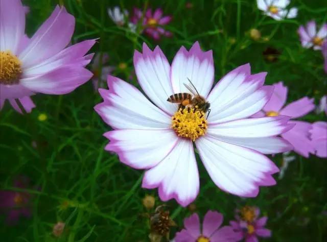 福利春季晒花大赛开始投票啦，价值万元好礼等你来拿！（后附石象湖门票中奖名单）