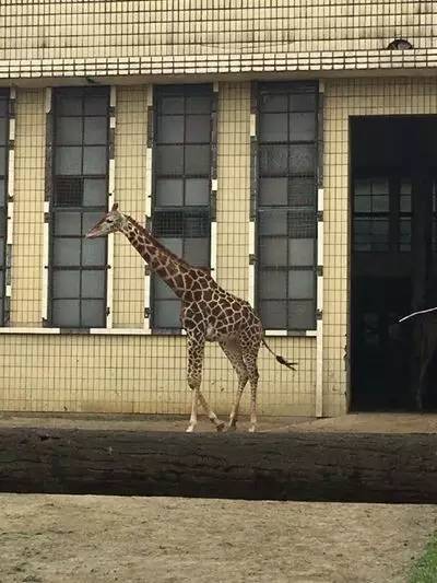 成都附近动物城,成都周边动物乐园