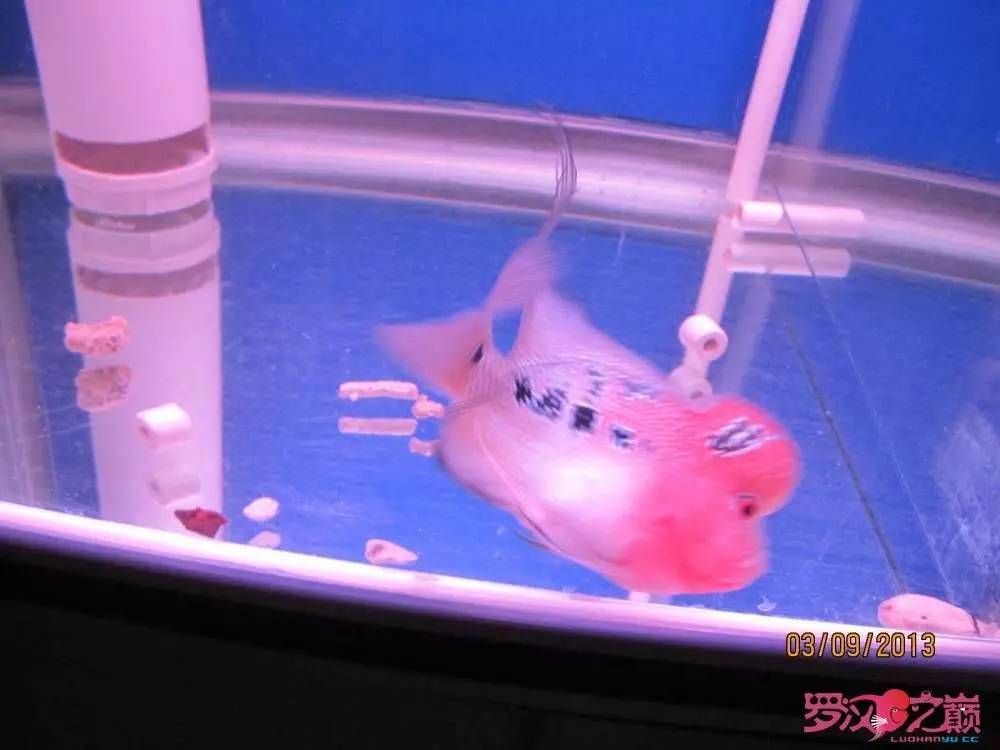 慢性肠炎怎么治疗好能彻底去根,猫胃肠炎的症状判断及治疗方法