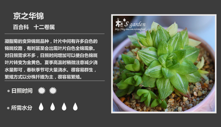 史上最全的多肉植物名字对照图，终于找齐了！
