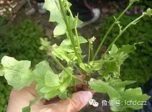 春季野菜采摘图解高清图片,春季野菜多种做法
