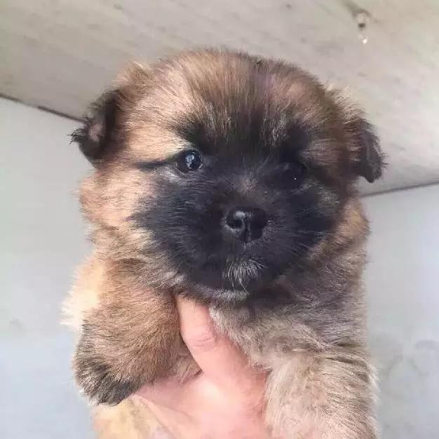 上海领养猫公益,上海领养狗狗店