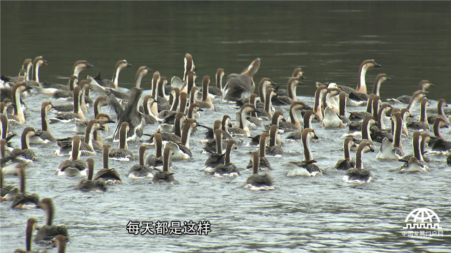 致富经发狗财,红嘴雁养殖致富经