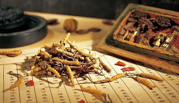 极草价格表,极草停产了吗