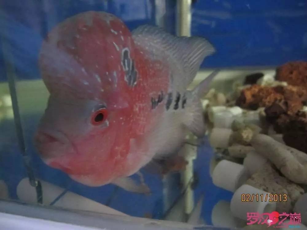 梭菌性肠炎的症状用什么药治疗,肠炎食疗最简单方法