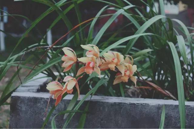 福利春季晒花大赛开始投票啦，价值万元好礼等你来拿！（后附石象湖门票中奖名单）