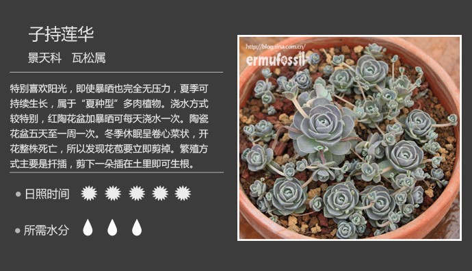 史上最全的多肉植物名字对照图，终于找齐了！