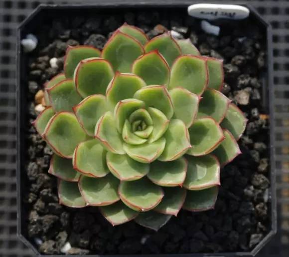 罗西玛种类,罗西玛多肉杂交品种