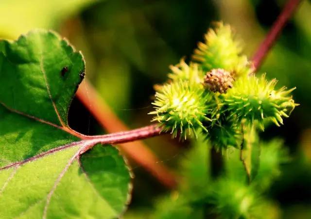 开春挖野菜教你轻松识别18种野菜,您知道春季最养肝护肝的野菜吗