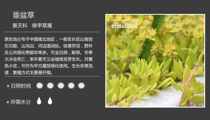 史上最全的多肉植物名字对照图，终于找齐了！