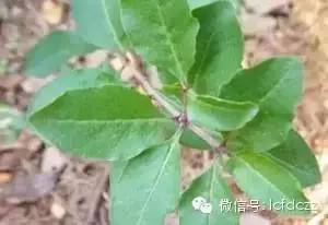 春季野菜采摘图解高清图片,春季野菜多种做法