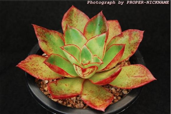 罗西玛种类,罗西玛多肉杂交品种