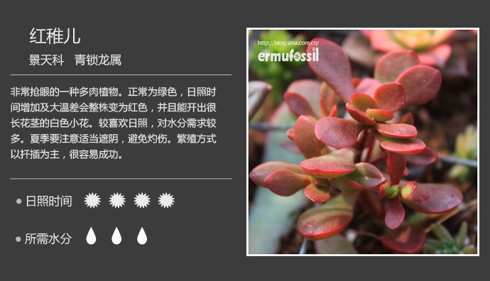 史上最全的多肉植物名字对照图，终于找齐了！