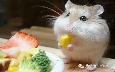 春季野菜采摘图解高清图片,春季野菜多种做法