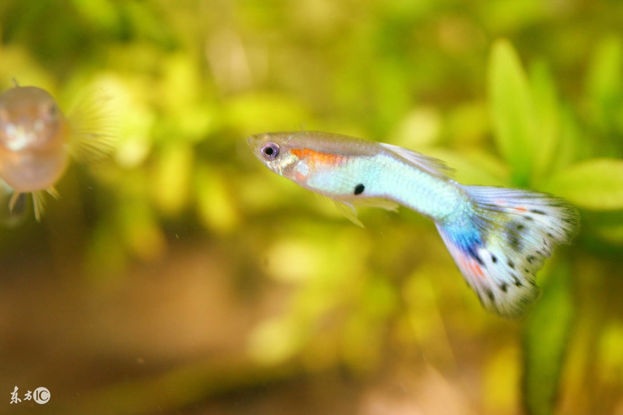 孔雀鱼繁殖前有什么预兆,孔雀鱼的繁殖方法和饲养技巧