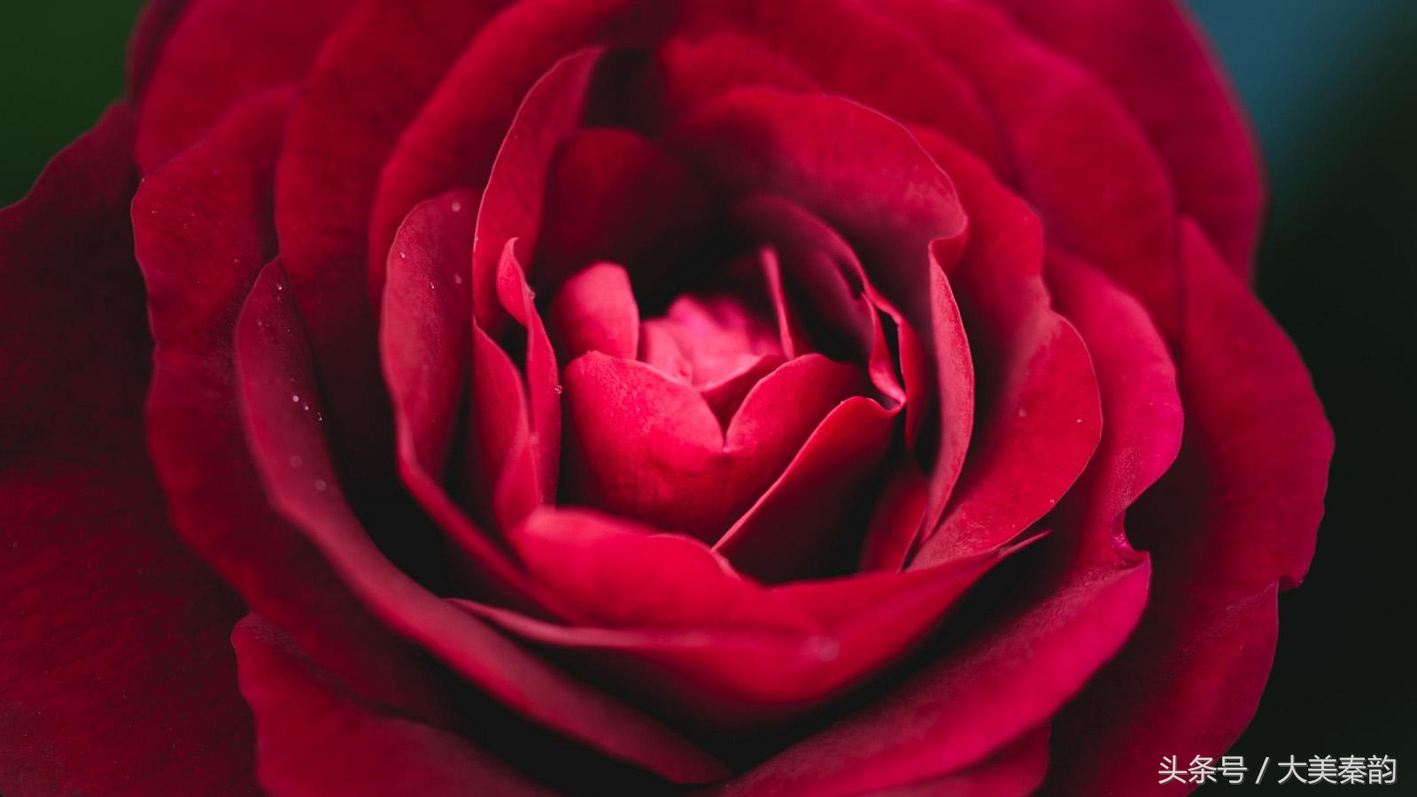 全国各地市花大全,各地市花是什么花